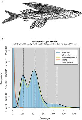 Draft Genome of the Mirrorwing Flyingfish (Hirundichthys speculiger)